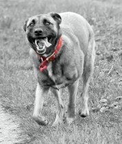 Photo Credit Paul Bailey