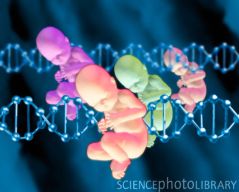 G3400117-Designer_babies-SPL (1)